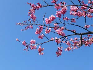 舎人公園の桜(ミヤビ)