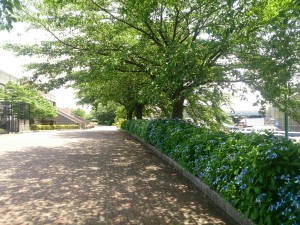 舎人公園陸上競技場前にはガクアジサイが...