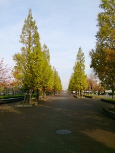 舎人公園陸上競技場の周りもそろそろ紅葉