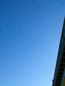 2016/01/20の舎人公園駅付近にはカラスの大群が