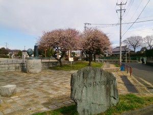 160217舎人公園陸上競技場近くの公園には寒桜6分咲き