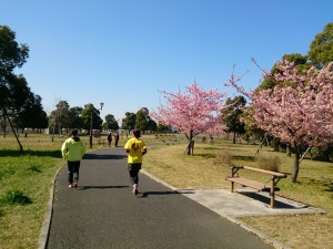 2016/03/02舎人公園河津桜