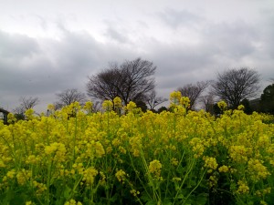 2016/03/09の舎人公園駅前は菜の花が満開