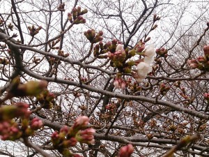 2016年舎人公園の桜満開まであと少し...(*・∀-)ｂ