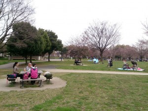 2016/03/30桜は三分咲きでしたが、舎人公園でお花見ランチ