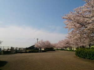 2016/04/06の舎人公園陸上競技場は桜が満開