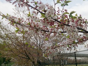 2016/04/13の舎人公園陸上競技場周りのさくら