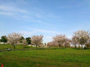 2016/04/13舎人公園も午後は晴れ間が