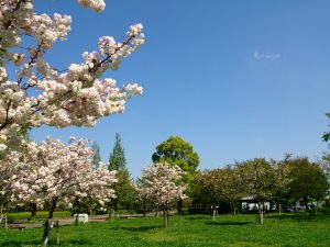 2016/04/20の舎人公園陸上競技場付近は八重桜が満開