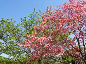 2016/04/20の舎人公園陸上競技場の周りはハナミズキが満開