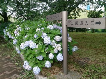 舎人公園陸上競技場前のアジサイ