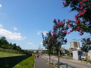 舎人公園脇には百日紅の並木も