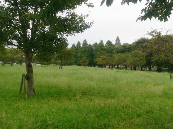 舎人公園クロカンコースは草ボーボー