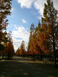 舎人公園陸上競技場への並木も紅葉