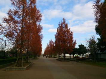 2016年舎人の紅葉もそろそろ終わり