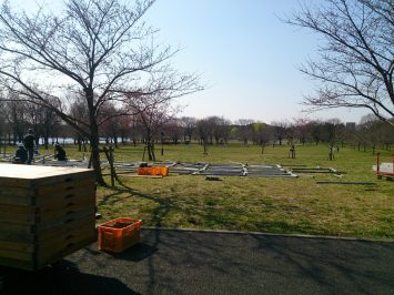 舎人公園では千本桜まつりの準備中