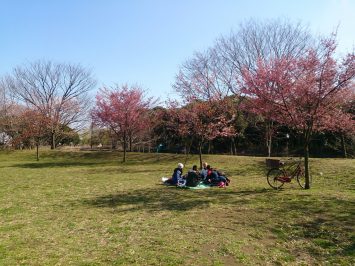 マラソン練習会の後は恒例のお花見第一弾