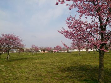 2017/03/29の舎人公園は千本桜まつりの準備中