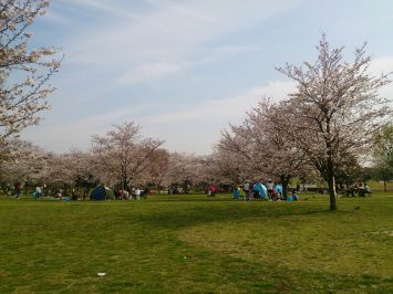 颯走塾お花見2017in舎人公園3