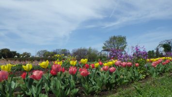 舎人公園駅すぐの花壇には色とりどりのチューリップが満開