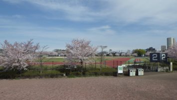2017/04/12　舎人公園陸上競技場の周りの桜はまだまだ見ごろ