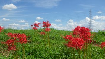 2017/09/13舎人公園の曼珠沙華が見ごろ