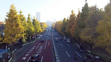 2017/11/29の神宮外苑信濃町の歩道橋からイチョウ並木を見る