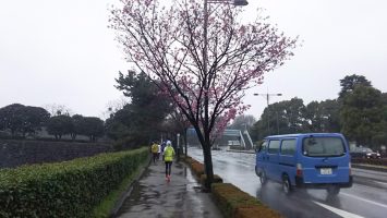 2018/03/21の颯走塾水曜マラソン練習会in皇居2