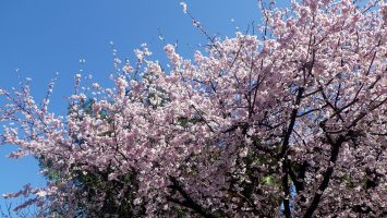 2019/03/13の豊川稲荷の桜