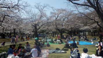 2019/03/27のランチは代々木公園でお花見1