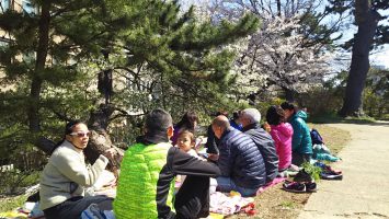 2019/04/03は上智大学の脇でお花見♪