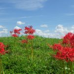 2017/09/13舎人公園の曼珠沙華が見ごろ