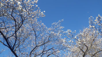 2020/01/29神田橋公園の桜開花状況