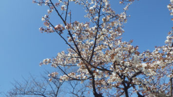 2020/03/18の颯走塾水曜マラソン練習会in織田フィールド7